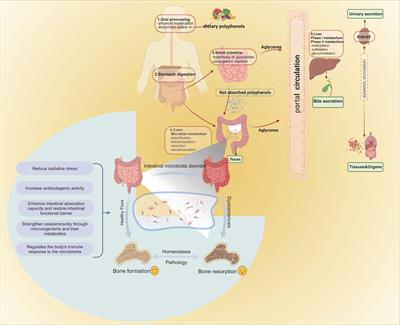 The synergistic effects of polyphenols and intestinal microbiota on osteoporosis